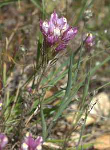 2009-04-27_6 Owl's Clover Cropped TN.jpg - 38336 Bytes